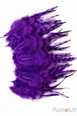 Hahn Chinchilla - 9-13 cm - violett